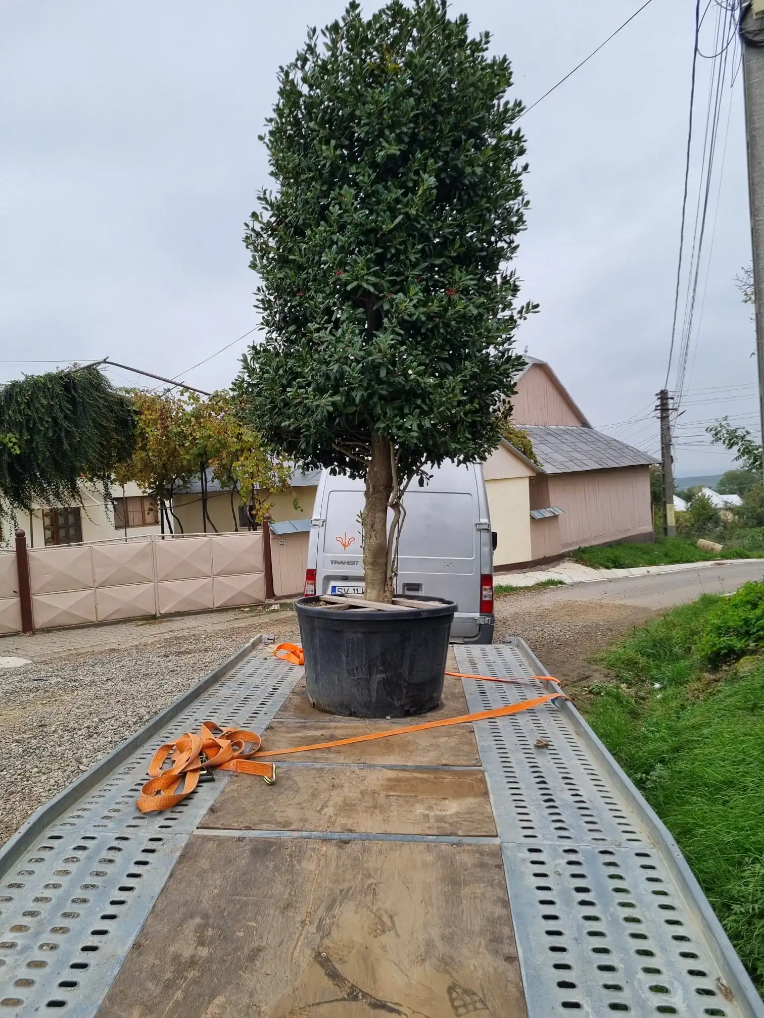 Plantare profesioanala arbusti si plante ornamentale de exterior in Suceava si imprejurimi